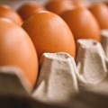 SA retailers ration eggs as shortages persist