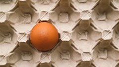 Spar explores egg imports as bird flu hits supplies