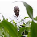 Kenyan court throws out challenge aimed at blocking GM crops