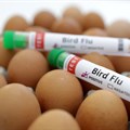 Mozambique reports bird flu outbreak on laying hen farm