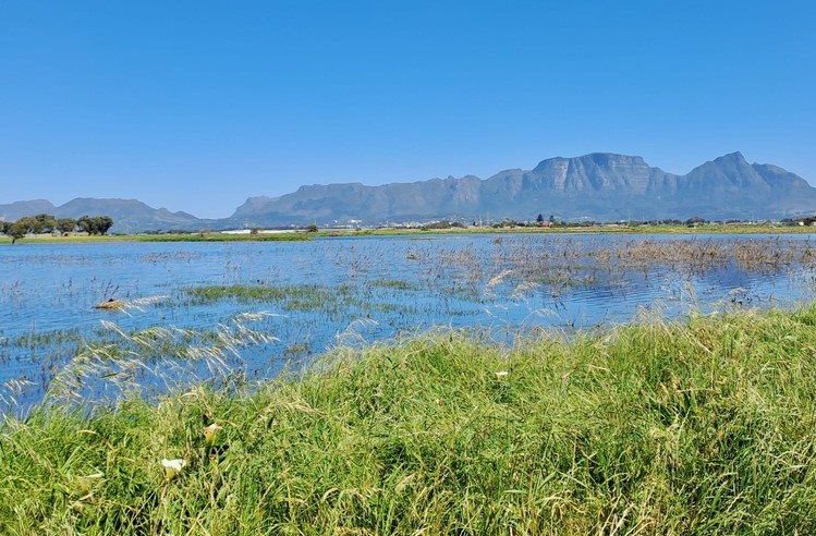 The area in the Philippi Horticultural Area (PHA) where Keysource Minerals is proposing to mine. Photo: Liezl Human