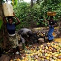 Ivory Coast in fresh stand-off with cocoa buyers over premium
