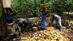 Ivory Coast in fresh stand-off with cocoa buyers over premium