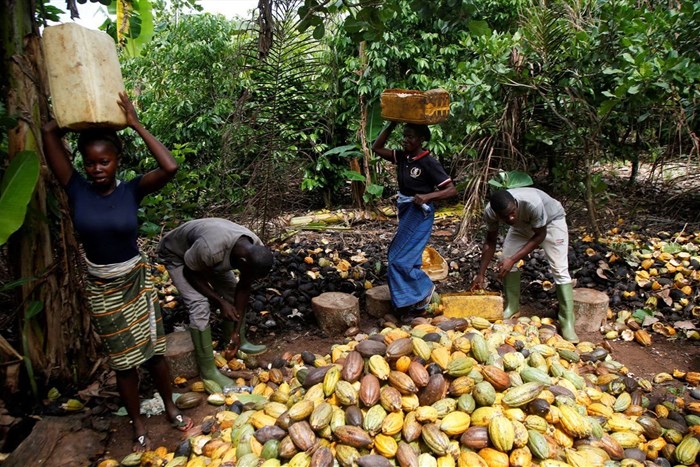 Farmers work at a farm in Sinfra, Ivory Coast April 29, 2023. REUTERS/Luc Gnago/File Photo