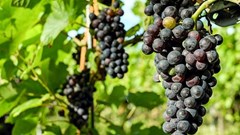 New professional body to support South African wine industry workforce