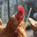 Bird flu could be eradicated by editing the genes of chickens - our study shows how