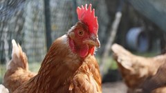 Bird flu could be eradicated by editing the genes of chickens - our study shows how