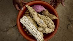 Food security: The battle of narratives and the role of private sector investment