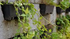 The Eco Green Wall is an example of a sustainable living wall system. Karen Botes