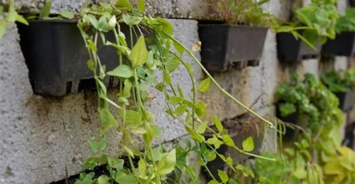The Eco Green Wall is an example of a sustainable living wall system. Karen Botes
