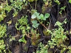 The Vicinity living wall system. Karen Botes