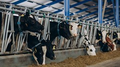 Diseases on farms in South Africa: Recent outbreaks point to weaknesses in the system