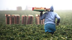 Agriculture sector defies odds with 10% year-on-year job growth in Q3 2023