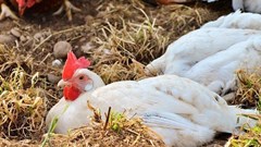 Astral Foods swings to loss on R2bn electricity, bird flu hit