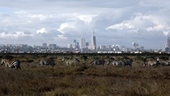 File photo: The Nairobi skyline is seen in the background as zebras walk through the Nairobi National Park, near Nairobi, Kenya, 3 December 2018. Reuters/Amir Cohen/File Photo