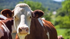 #COP28: 7 food and agriculture innovations needed to protect the climate and feed a rapidly growing&#160;world