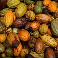 Dry spell, Harmattan winds hit Ivory Coast cocoa regions