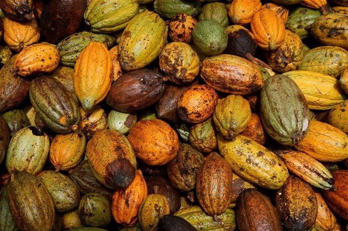 Cocoa pods are pictured at a farm in Sinfra, Ivory Coast April 29, 2023. REUTERS/Luc Gnago/File Photo