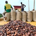Ghana's cocoa board inks $800m loan, seeks quick drawdown