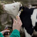 Vaccinating livestock against common diseases is a form of direct climate action