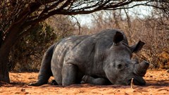 Image source: Lee Ann Nicholls from