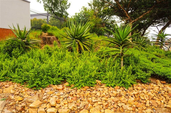 Emira plants for the years ahead