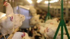 Poultry imports rebound after 4 years of decline