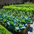 Urban agriculture isn&#x2019;t as climate-friendly as it seems &#x2013; but these best practices can transform gardens and city farms