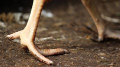 AskCarlaKote secures R300m annual deal to supply poultry delicacies to China