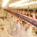 Astral Foods rebounds from bird flu outbreak, expects 300% rise in profits
