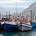 At least 12 fishing companies are taking the Department of Forestry, Fisheries and the Environment (DFFE) minister to court over the commercial fishing rights allocation process. Archive photo: Ashraf Hendricks / GroundUp