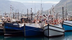 At least 12 fishing companies are taking the Department of Forestry, Fisheries and the Environment (DFFE) minister to court over the commercial fishing rights allocation process. Archive photo: Ashraf Hendricks / GroundUp