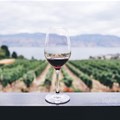 #Sona2024: SA wine highlights pressing matters for industry growth