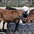 Agri sector urged to prioritise livestock safety in extreme heat