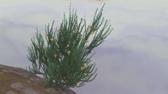 Rooibos appears in the game as the bush in summer bloom.