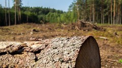 Australia&#x2019;s shot-hole borer beetle invasion has begun, but we don&#x2019;t need to chop down every tree under attack