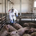 George's pig farms under quarantine as ASF outbreak confirmed