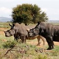 File photo: Black rhinos, one of the world's endangered animals, are seen at a farm outside Klerksdorp, in the north west province, South Africa, 24 February 2016. Reuters/Siphiwe Sibeko/File Photo