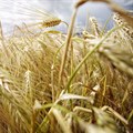Adverse weather dampens crops outlook for 2023/24 production season