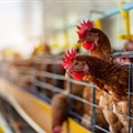 SA poultry reacts to ITAC's rebates on select imported chickens