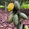 Ivory Coast regulator warns cocoa exporters not to overpay