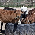 FSA's new livestock safety system to mitigate foot-and-mouth disease risks