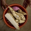 UK invests $100m to enhance Africa's food security and trade