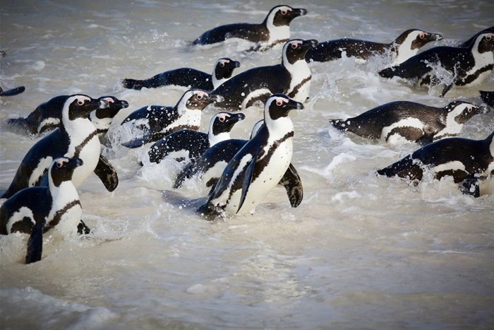 African penguins coming ashore. Photo: Dan Callister