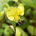 Source: WikiCommons. The common yellow commelina, one of the popular plants used to treat children.