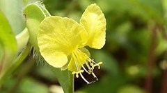 Source: WikiCommons. The common yellow commelina, one of the popular plants used to treat children.