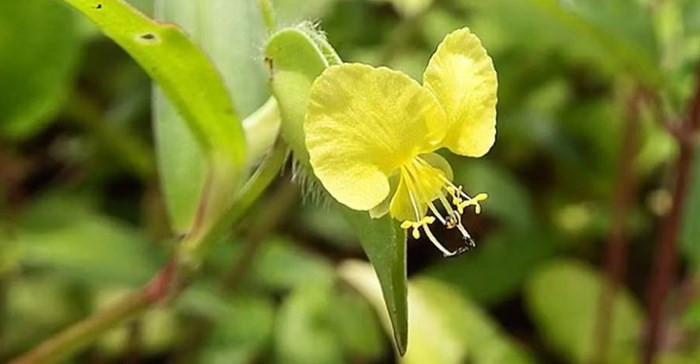 Source: WikiCommons. The common yellow commelina, one of the popular plants used to treat children.