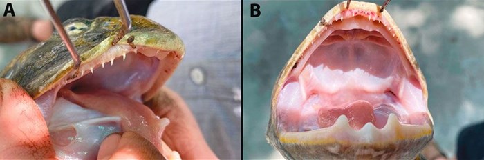 Largest frog in more than 100 years discovered in Africa