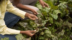 PwC study: Africa's food sustainability depends on greener production and waste reduction
