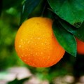 SA citrus exports predicted to grow despite challenges